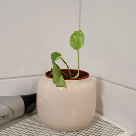 Dwellings With Sauna, Parking Kapszulahotel *